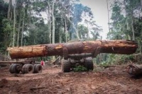 Centrafrique : Des ONGs de l’environnement examinent le manuel de procédure de contrôle forestier