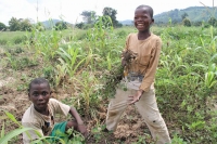 Centrafrique : Plus de 1000 jeunes formés dans l’entreprenariat agricole par la FAO