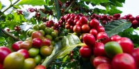 Centrafrique : 10 000 tonnes de café produit en 2019-2020, selon l’ORCCPA