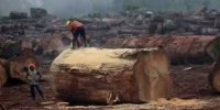 Centrafrique : des milliers d’ouvriers des sociétés forestières sans couverture sociale