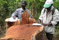 Centrafrique : la Haute autorité chargée de la Bonne Gouvernance dénonce la surfacturation des sociétés forestières