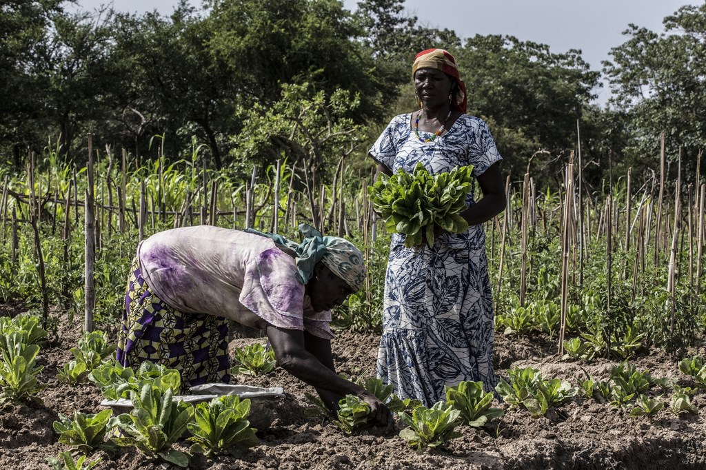 Centrafrique : Les femmes de Paoua dans Lim-pende se relèvent en entraide